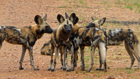 Endangered species - a pack of 15 wild dogs which we were fortunate to spend over an hour with!