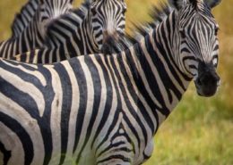 A Dazzle of Zebra