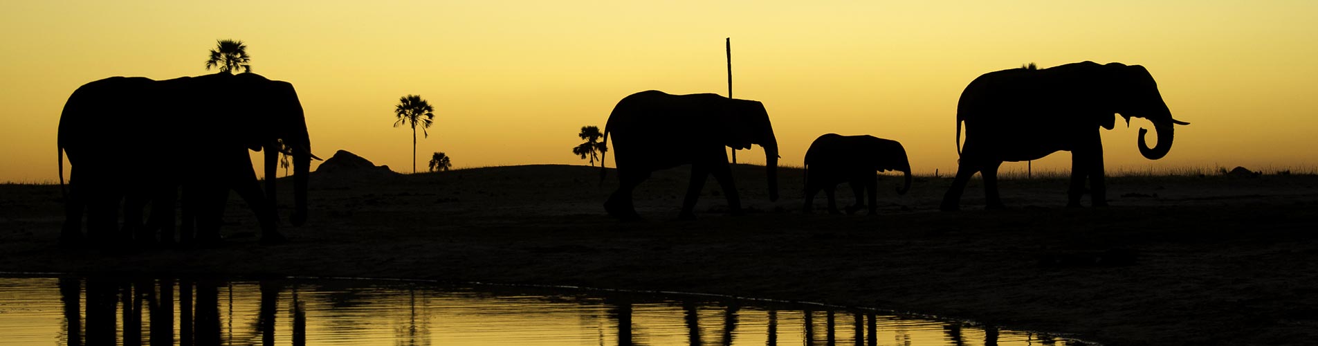 Elephants on African Safari