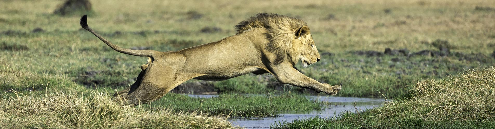 African Safari Travel Lion Running