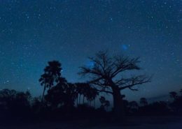 Baobab And Night Sky