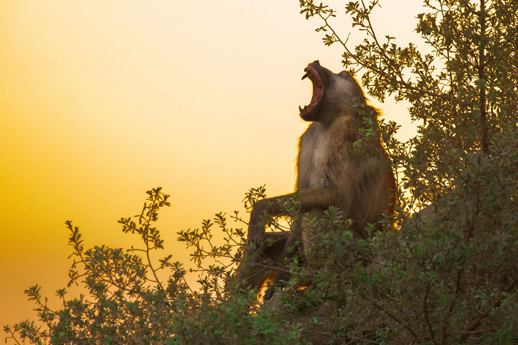 Big Male Baboon Yawning