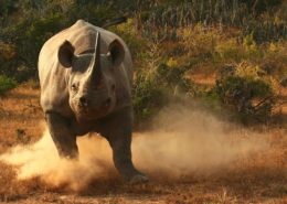 Black Rhino Charging South Africa