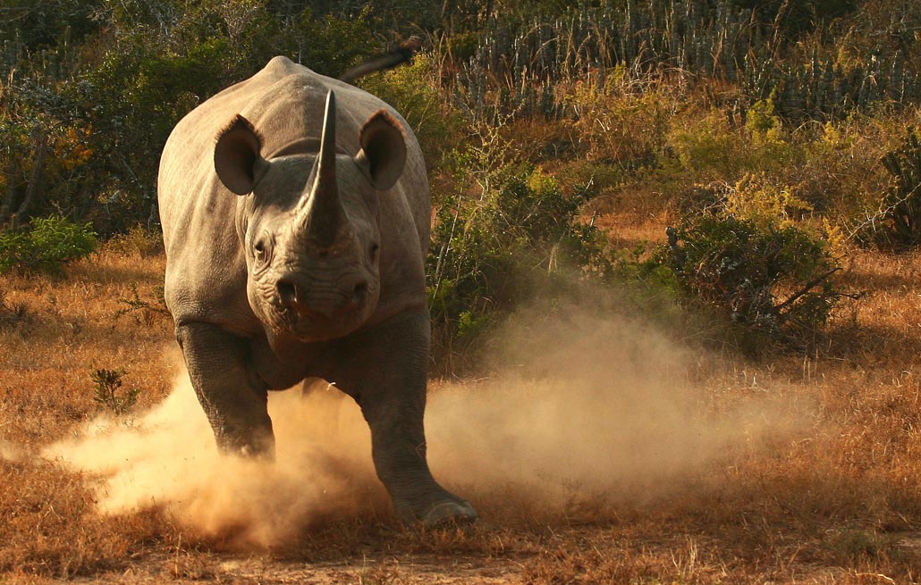 Black Rhino Charging South Africa
