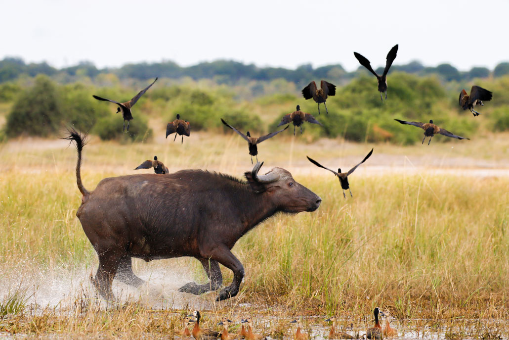 Buffalo Running in the Chobe