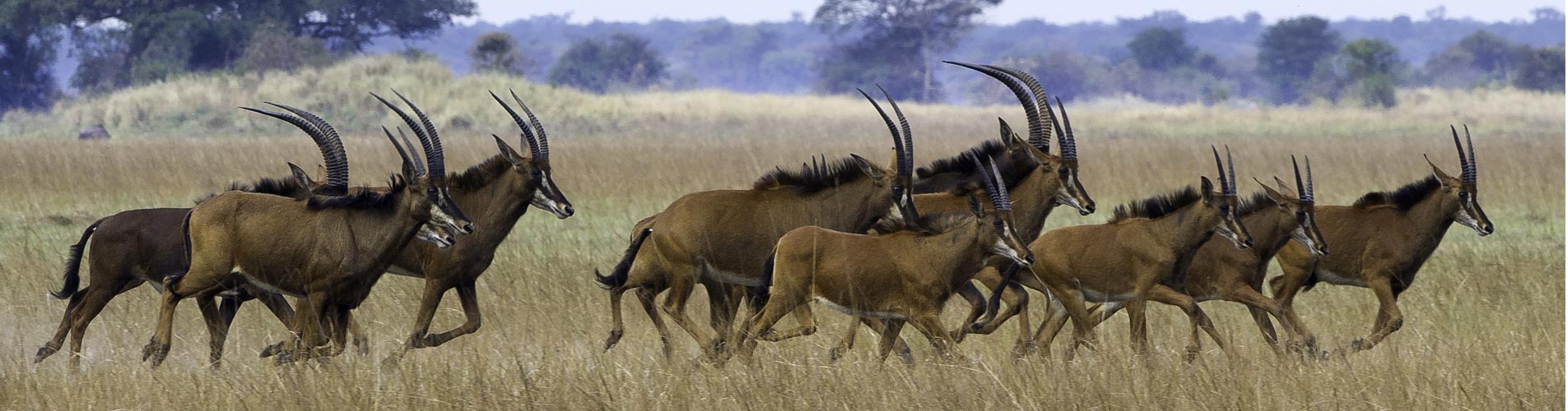 Zambia Safaris Busanga Plains