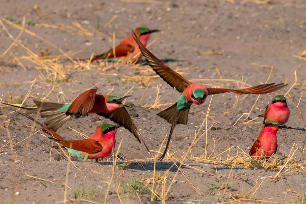 Carmine Bee Eaters