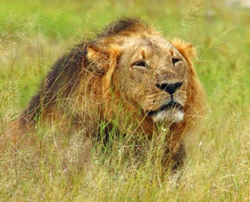 Cecil the Lion, Hwange National Park in Zimbabwe