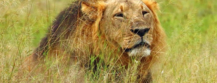 Cecil the Lion, Hwange National Park in Zimbabwe