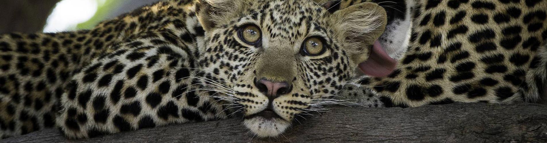 Custom Photographic Safari, Leopards