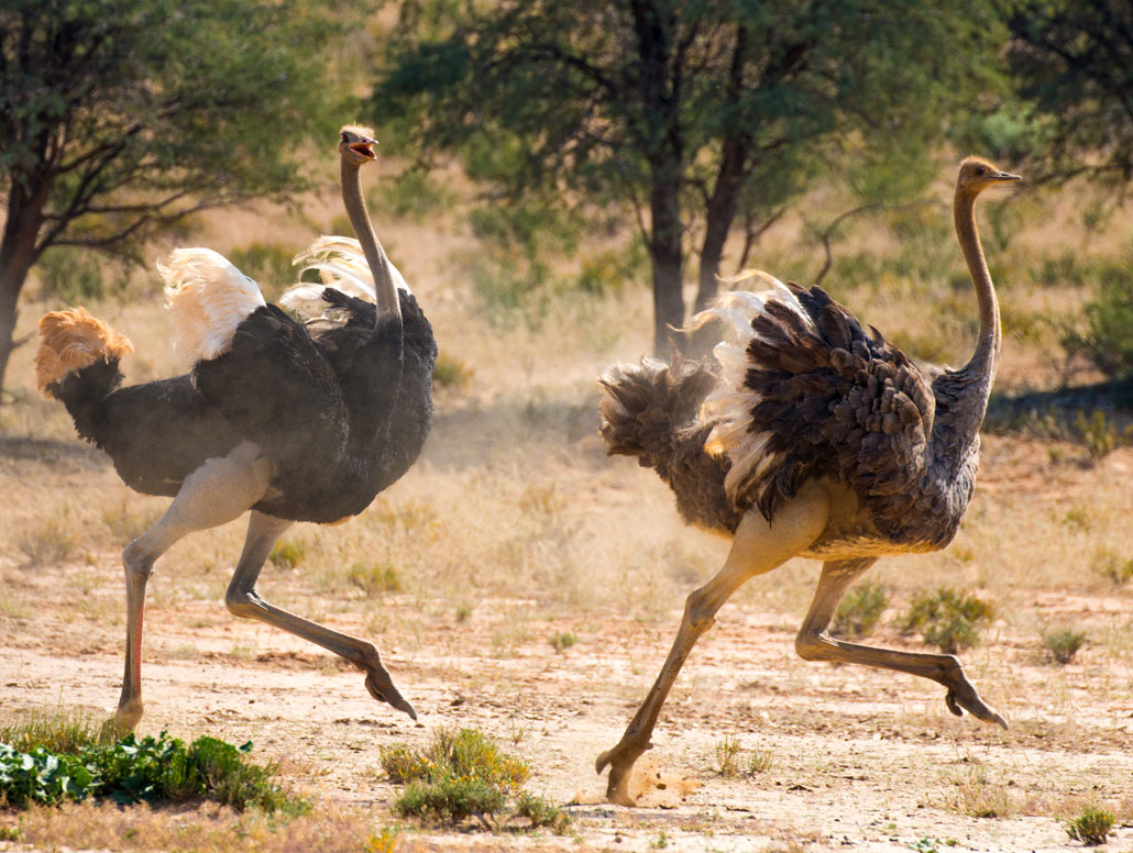 Dancing Ostriches in the Kgalagadi