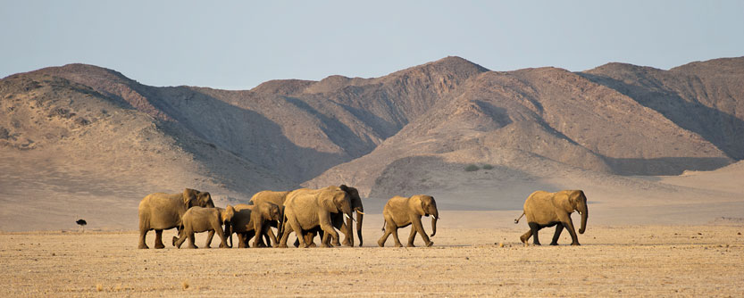 Desert elephants in Namibia