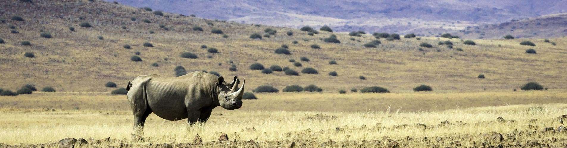 Desert Rhino on Namibia Safari