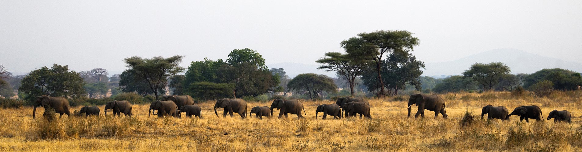 Tanzania Safari Elephant Crossing
