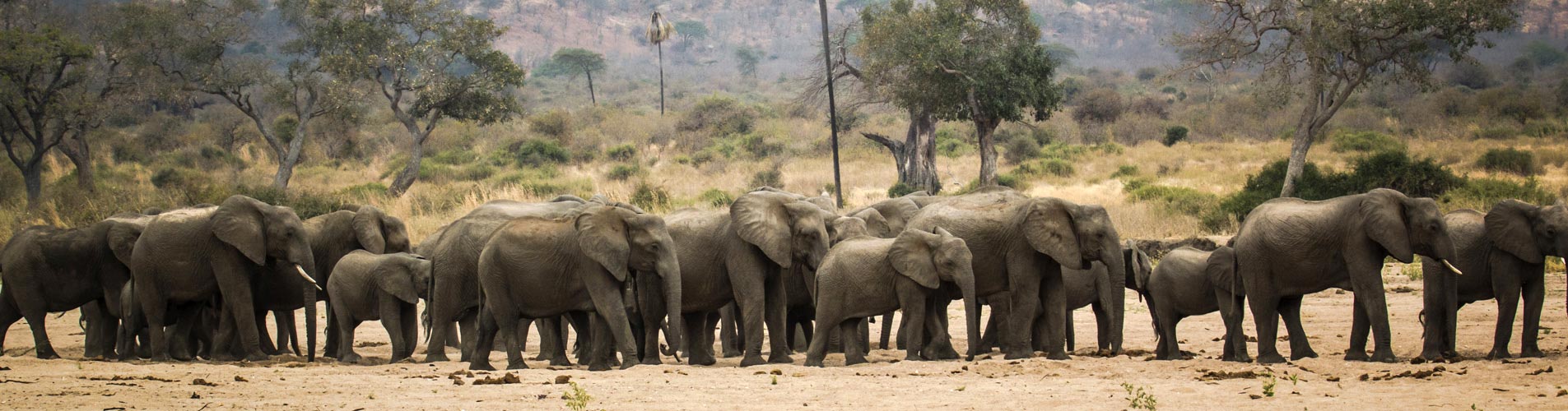 Tanzania Safari Elephants In Ruaha