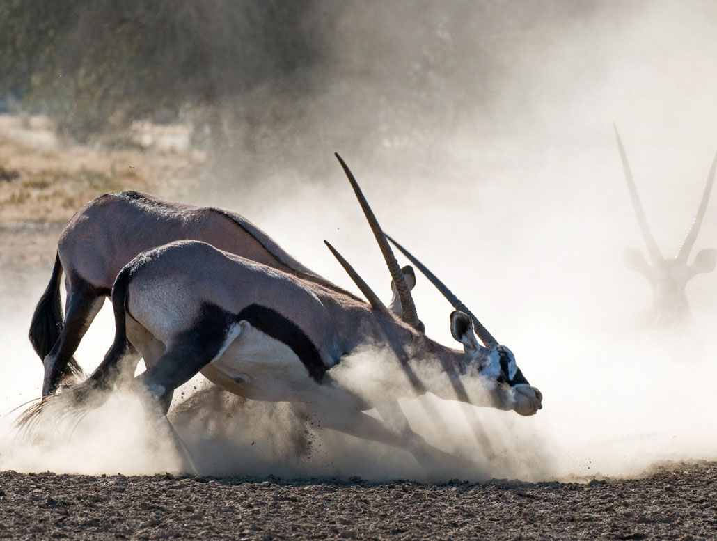 Fighting Bull Oryx