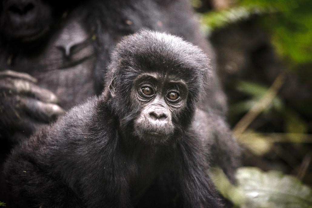 Uganda Gorilla Experience