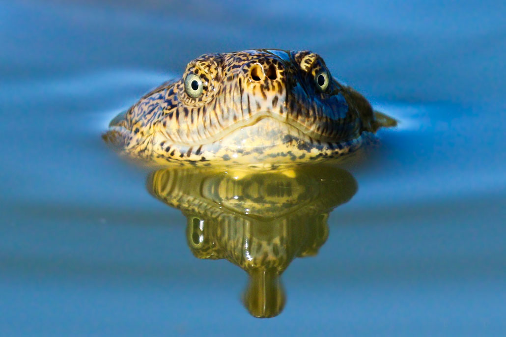 Hello Terrapin!