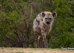 Hunting Hyena