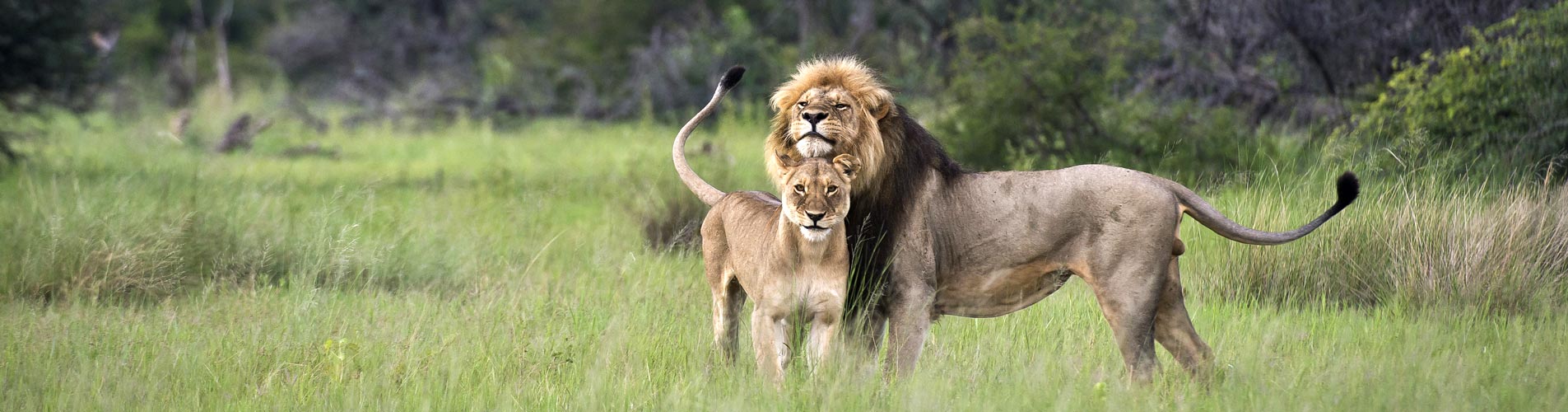 Hwange Lions in Love