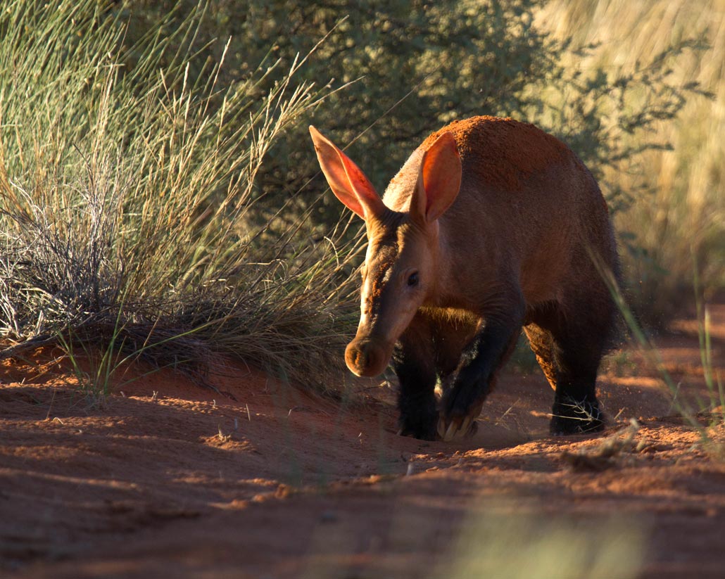 Kalahari Aardvark