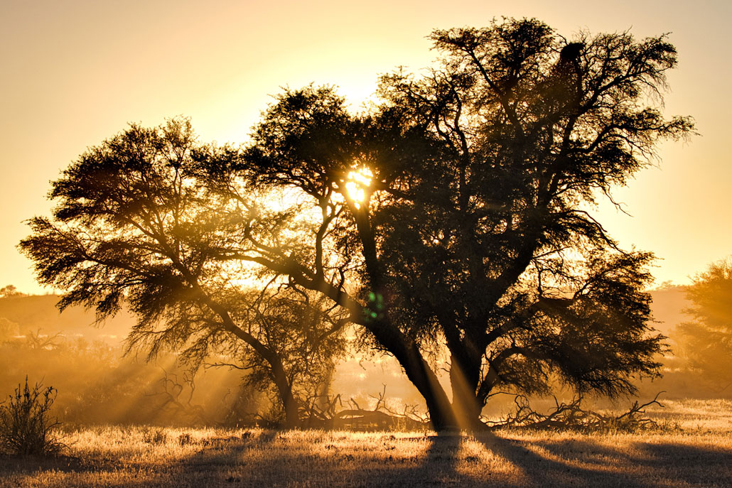 Kalahari Dreaming