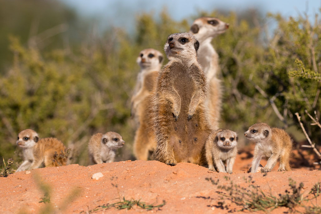Kalahari Meerkat Family