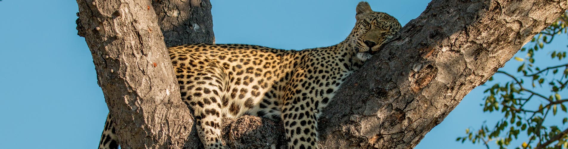 Lazy Leopard in South Africa
