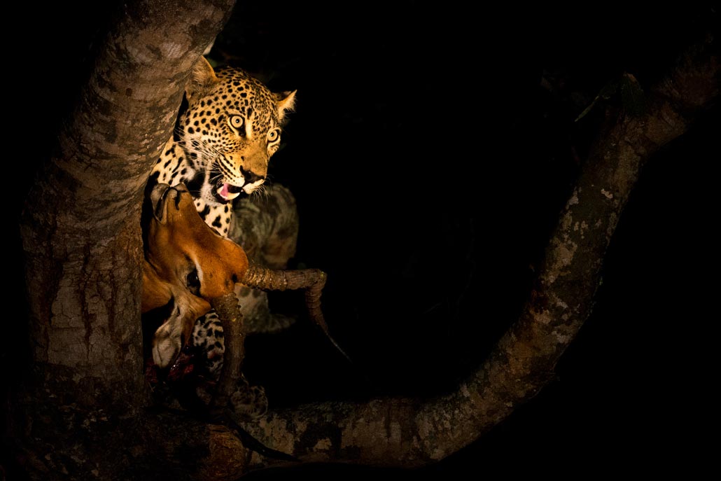 Leopard Kill by Dan MacKenzie
