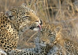 Leopard Loving