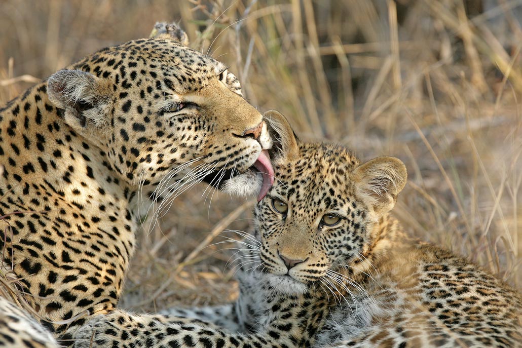 Leopard Loving