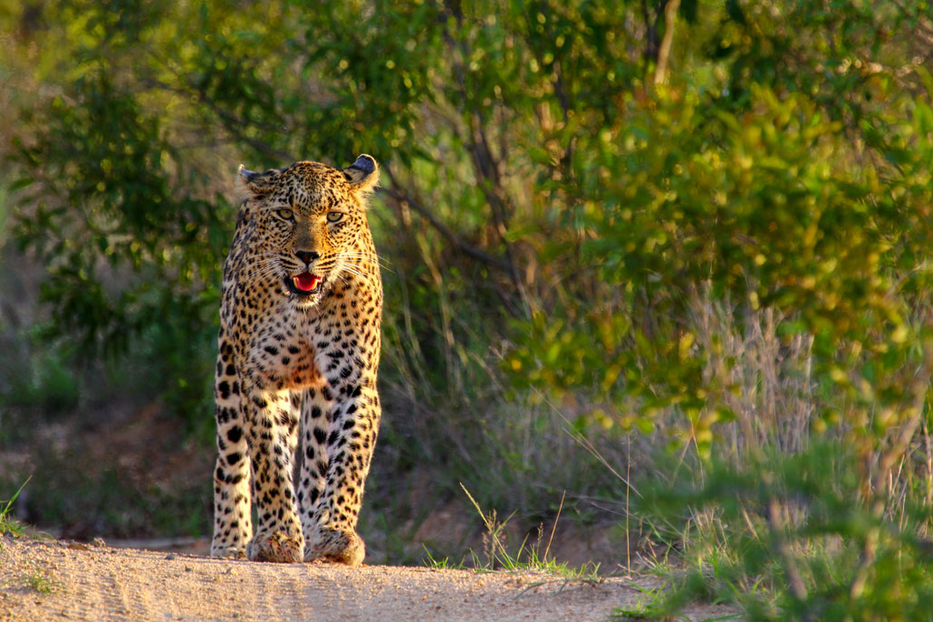 Leopard Sabi Sands Reserve