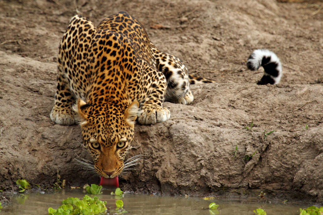 Leopards of the Luangwa