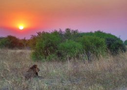Lion At Sunset