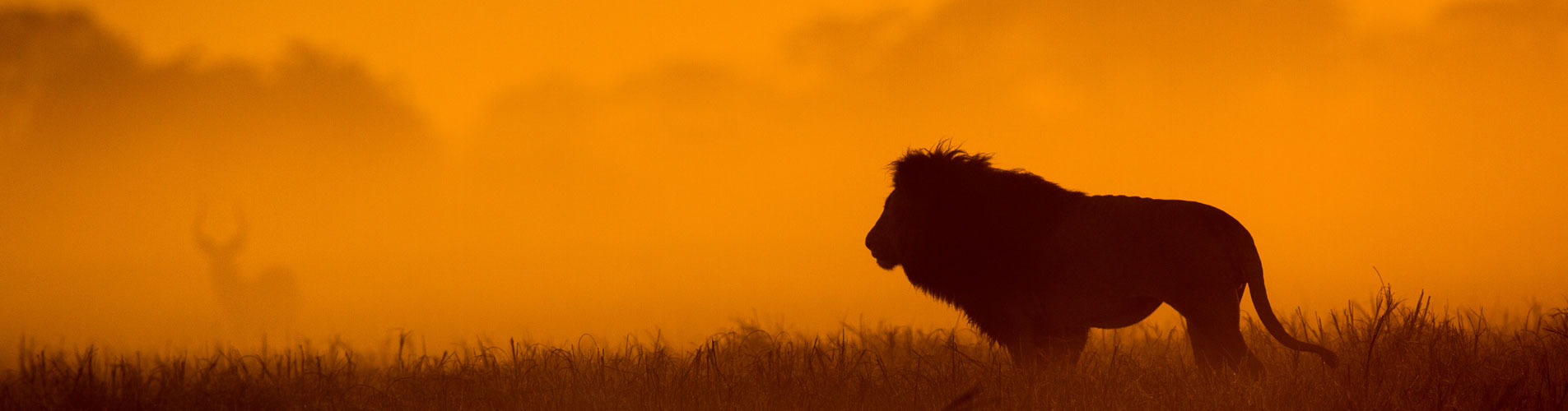 Lion on African Safari