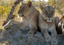 Lioness Sisters