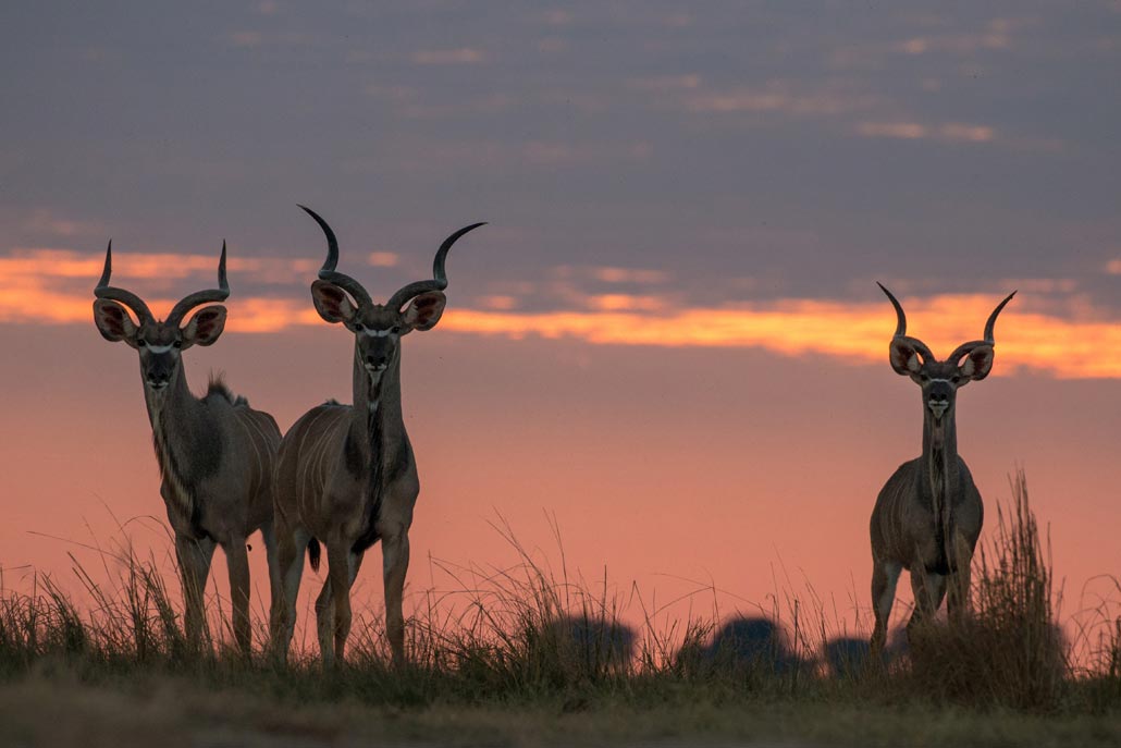 Majestic Kudu Bulls by Dan MacKenzie