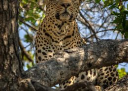Male Leopard in a Tree