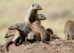 Mara Mongoose Family