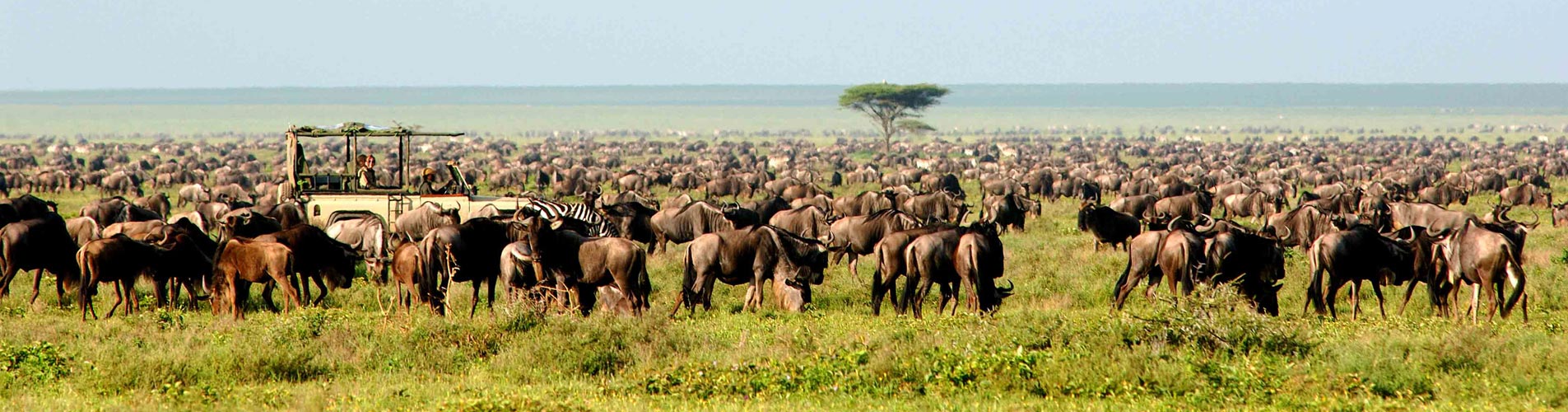Migration in Tanzania