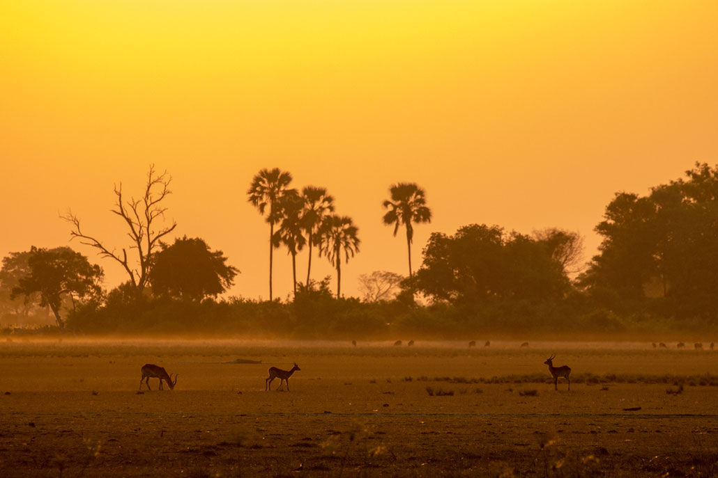 Misty Okavango Morning at Sunrise