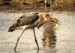 Morning Snack For A Marabou Stork