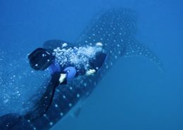 Mozambique Swimming With Whale Sharks