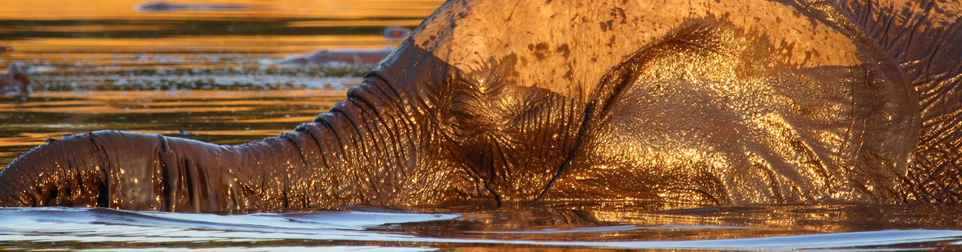 Zimbabwe Safari Muddy Elephant