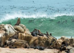 Seals On The Skeleton Coast