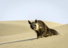 Serra Cafema Brown Hyena
