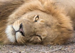 Sleepy Male Lion