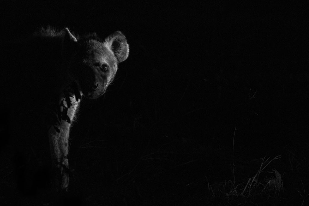Stranger in the Night