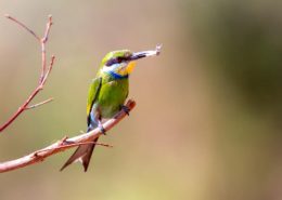 Swallow Tailed Bee Eater