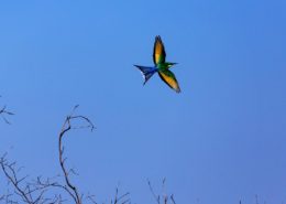 Swallow Tailed Bee Eater in Flight